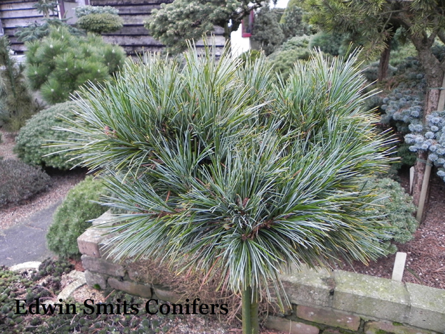 Pinus koraiensis 'Amba'